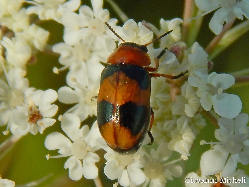 Chrysomelidae: Coptocephala sp., cfr. unifasciata